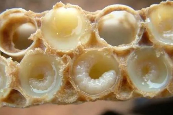 蜂王胎封口过多久会出王，中蜂王台封盖后经过8天左右就会出台