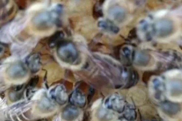 蜂王胎封口过多久会出王，中蜂王台封盖后经过8天左右就会出台