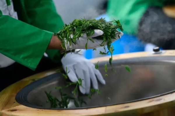 汉中仙毫的简介，是一种绿茶