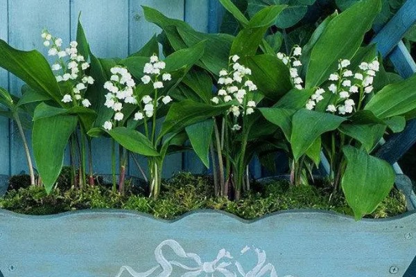 铃兰花有没有毒,根茎叶都有毒性