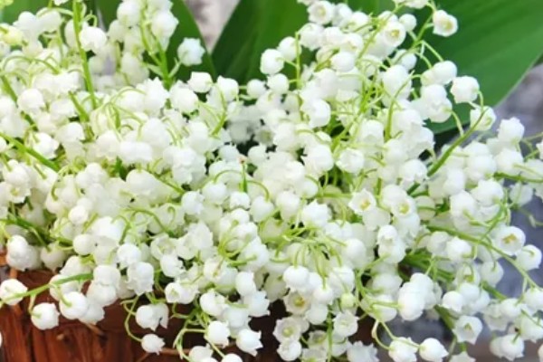 铃兰花有没有毒,根茎叶都有毒性