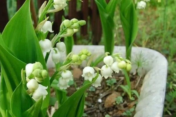 铃兰花有没有毒,根茎叶都有毒性