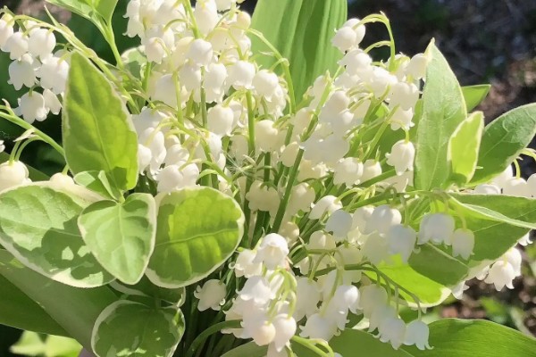铃兰花有没有毒,根茎叶都有毒性