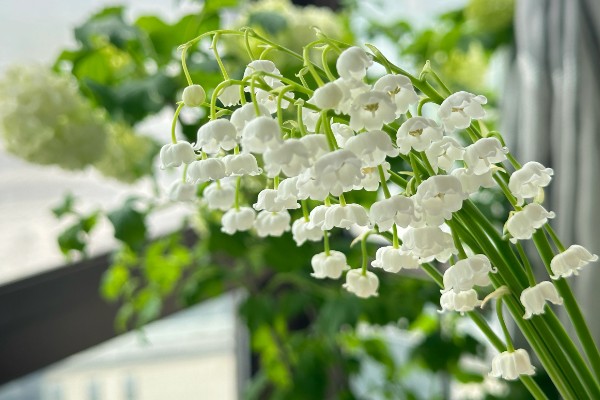 铃兰花有没有毒,根茎叶都有毒性