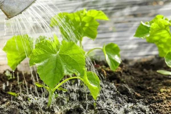 怎么种植黄瓜,生长期间每隔3天浇一次水