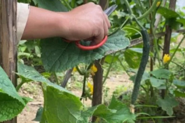 怎么种植黄瓜,生长期间每隔3天浇一次水