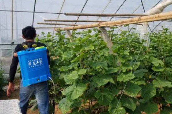 怎么种植黄瓜,生长期间每隔3天浇一次水