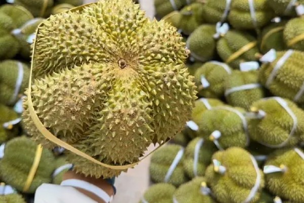 甲仑榴莲在几月份成熟上市，在3-4月份成熟