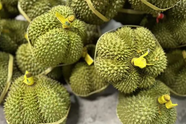 甲仑榴莲在几月份成熟上市，在3-4月份成熟