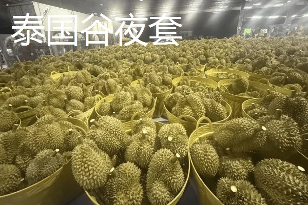 甲仑榴莲在几月份成熟上市，在3-4月份成熟