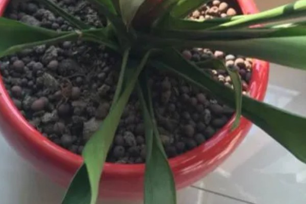 鸿运当头叶子发黄的原因及处理方法，可能是温度不适宜所致