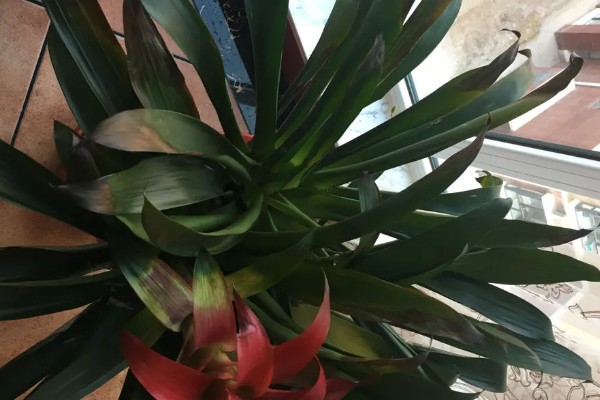 鸿运当头叶子发黄的原因及处理方法，可能是温度不适宜所致