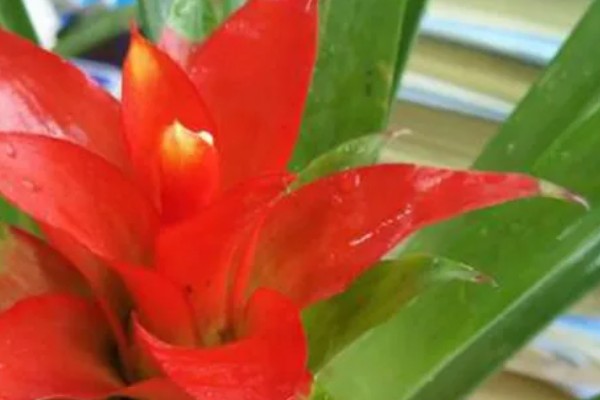 鸿运当头叶子发黄的原因及处理方法，可能是温度不适宜所致