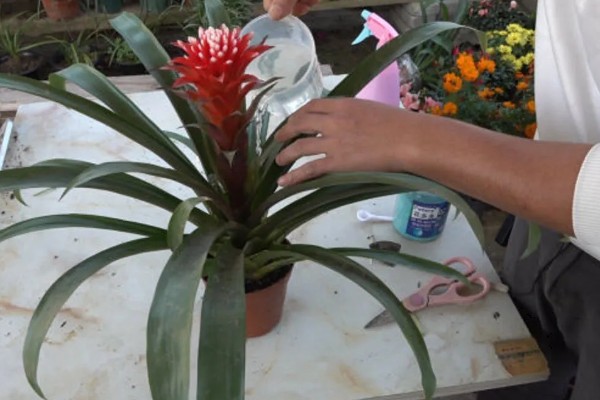 鸿运当头叶子发黄的原因及处理方法，可能是温度不适宜所致