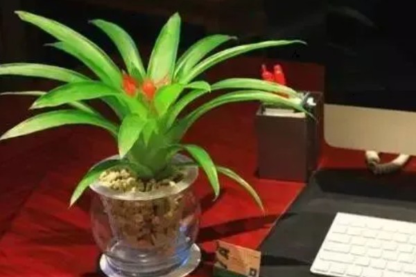 鸿运当头叶子发黄的原因及处理方法，可能是温度不适宜所致