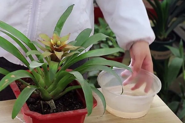 鸿运当头叶子发黄的原因及处理方法，可能是温度不适宜所致