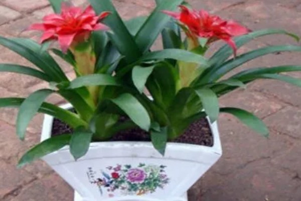 鸿运当头叶子发黄的原因及处理方法，可能是温度不适宜所致