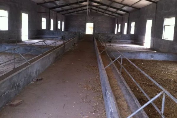 羊舍的建造方法,舍内的地面要比外面高出25厘米以上