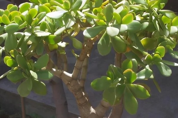 玉树不长怎么办,适宜生长在温暖的环境中