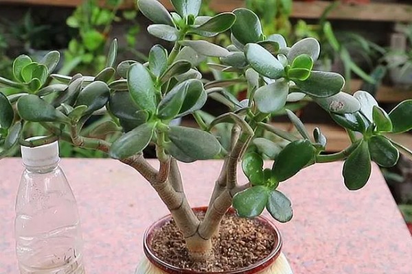 玉树不长怎么办,适宜生长在温暖的环境中