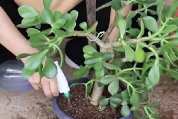 玉树不长怎么办,适宜生长在温暖的环境中