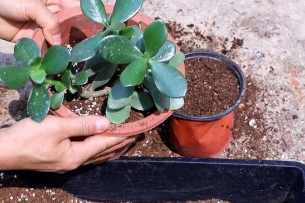 玉树不长怎么办,适宜生长在温暖的环境中