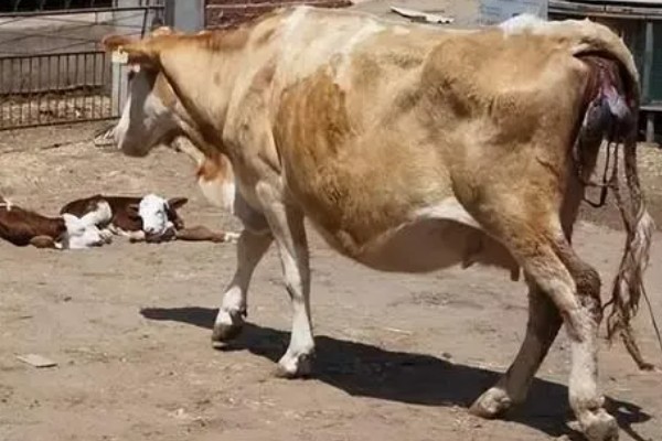 牛产仔前的表现，会时起时卧、频频排尿