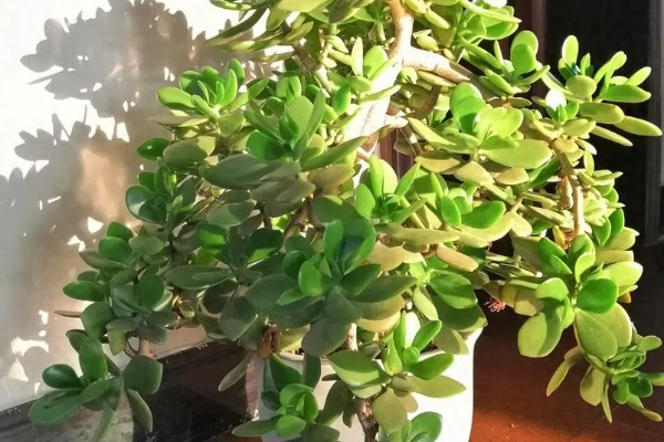 玉树不长怎么办,适宜生长在温暖的环境中