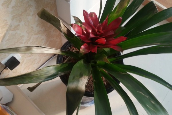 鸿运当头叶子发黄的原因及处理方法，可能是温度不适宜所致