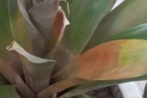 鸿运当头叶子发黄的原因及处理方法，可能是温度不适宜所致