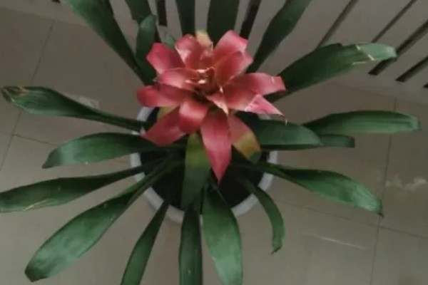 鸿运当头叶子发黄的原因及处理方法，可能是温度不适宜所致