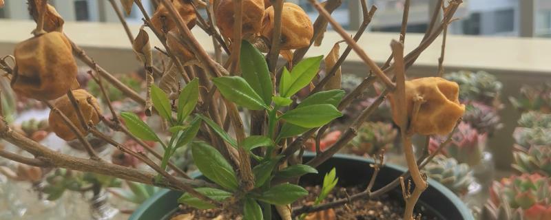 枯死的盆景怎么复活，剪除不良根系和枝叶再重栽