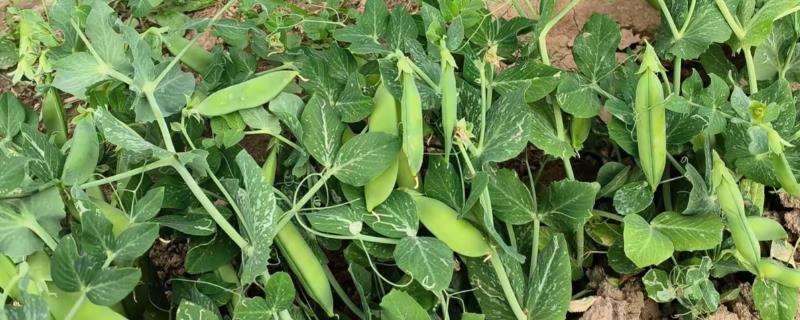 豌豆可以自己留种吗,是可以自己留种的