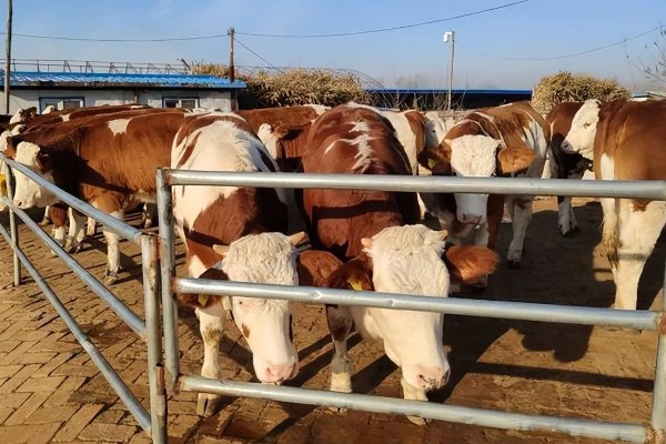 牛产仔前的表现，会时起时卧、频频排尿