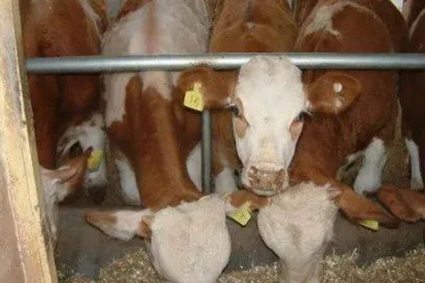 牛产仔前的表现，会时起时卧、频频排尿