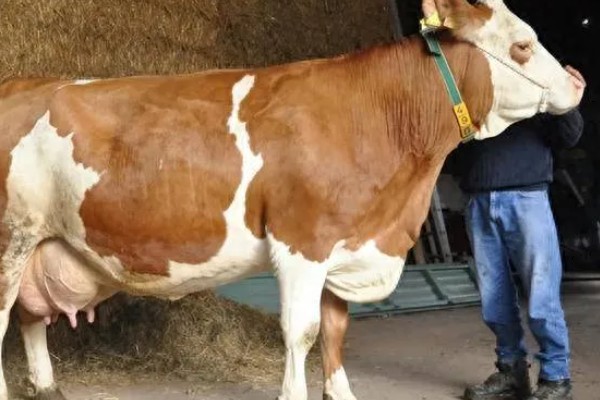 牛产仔前的表现，会时起时卧、频频排尿