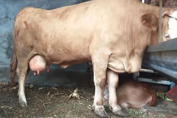 牛产仔前的表现，会时起时卧、频频排尿