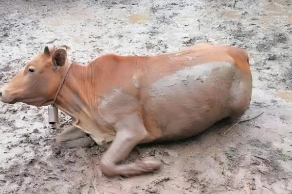 牛产仔前的表现，会时起时卧、频频排尿