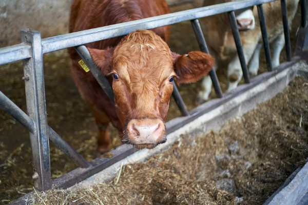 牛产仔前的表现，会时起时卧、频频排尿