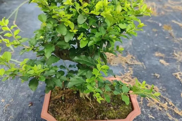 小叶女贞怎么养殖，让土壤保持湿润