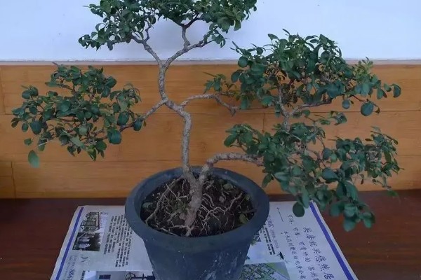 小叶女贞怎么养殖，让土壤保持湿润