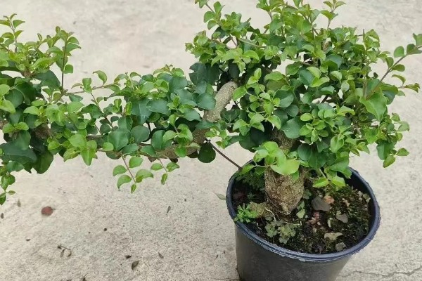 小叶女贞怎么养殖，让土壤保持湿润