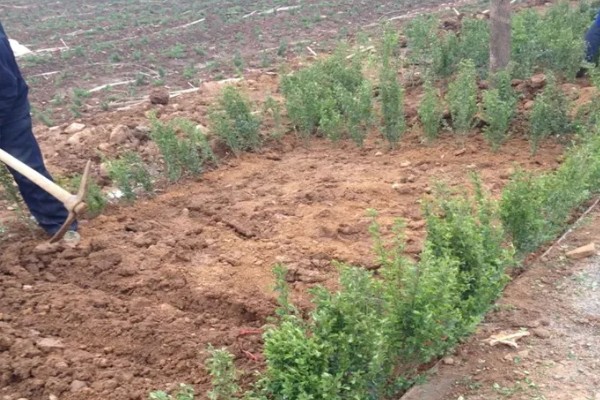小叶女贞怎么养殖，让土壤保持湿润