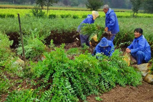 小叶女贞怎么养殖，让土壤保持湿润