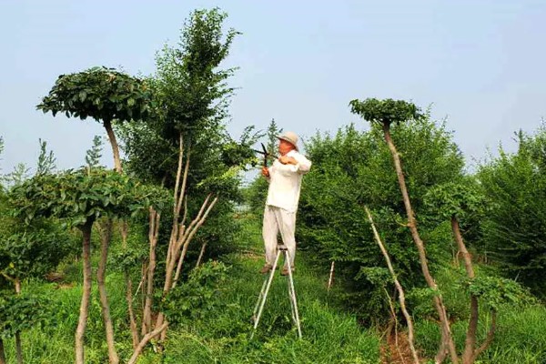 小叶女贞怎么养殖，让土壤保持湿润