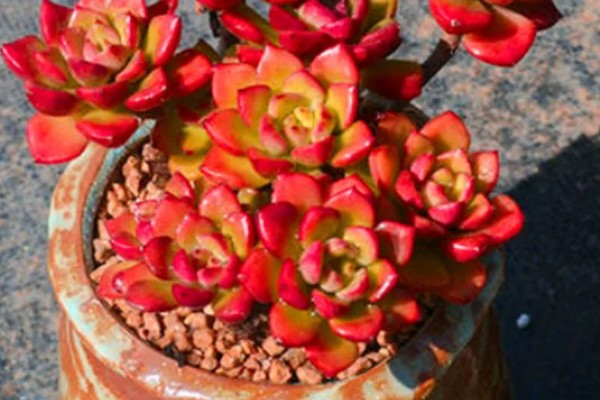 红化妆多肉如何养护,生长温度范围在15-28℃