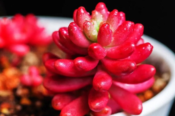 红化妆多肉如何养护,生长温度范围在15-28℃