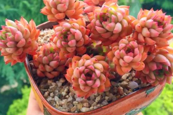 红化妆多肉如何养护,生长温度范围在15-28℃