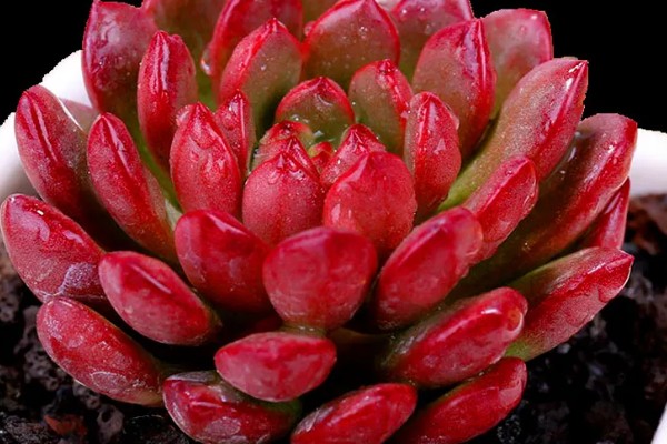 红化妆多肉如何养护,生长温度范围在15-28℃