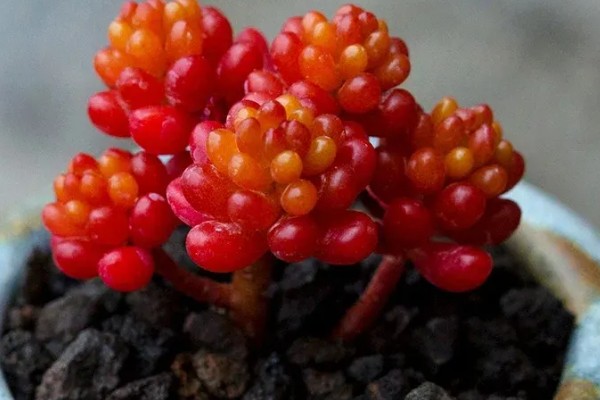 红化妆多肉如何养护,生长温度范围在15-28℃